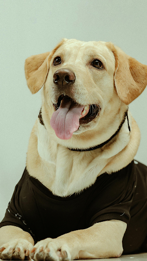 Goledenretriever Wallpaper HD Screenshot 2