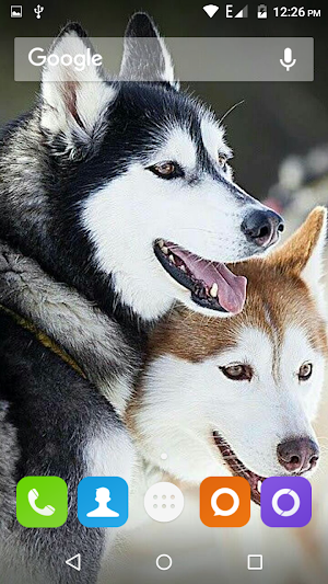 Siberian Husky Dog Wallpapers Screenshot 1