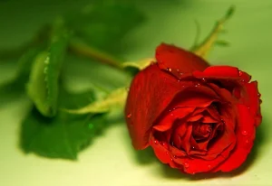 Rose wallpapers Screenshot 2