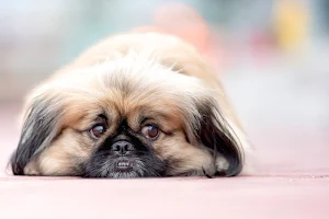 Cute dogs wallpapers Screenshot 0
