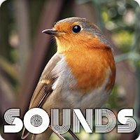 Robin Bird Sound Ringtones