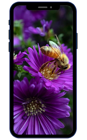 Bee Wallpapers Screenshot 0