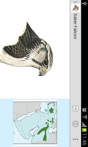 Birds of the Middle East Screenshot 3