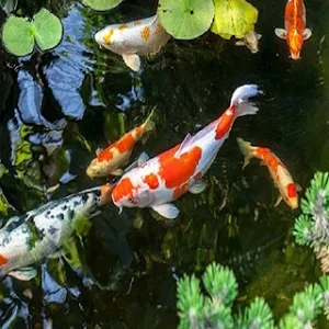 Koi Fish Wallpapers HD Screenshot 2