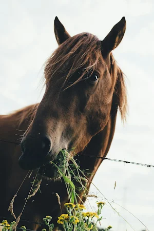 Horse Wallpapers Screenshot 0