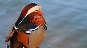 Mandarin Duck Wallpaper HD screenshot 8