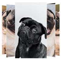 Pug Dog Wallpapers