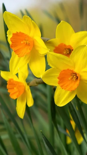 Daffodil Wallpapers Screenshot 2