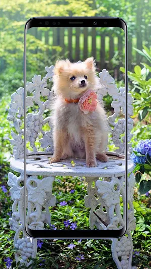 Pomeranian Dogs Wallpaper Screenshot 1