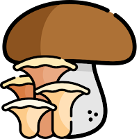 Funghi Toscana Oggi