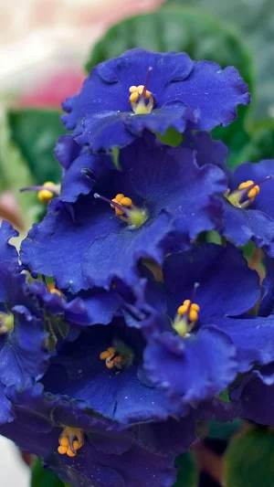 African Violet Wallpapers Screenshot 1