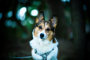 Corgi Dog Wallpapers Screenshot 0