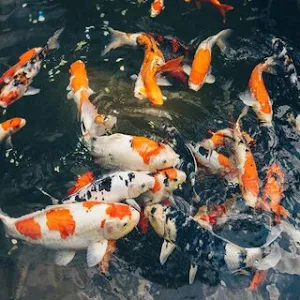 Koi Fish Wallpapers HD Screenshot 3