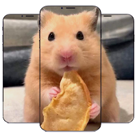 Hamster Cute Wallpaper HD