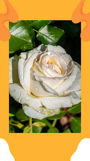 Rose Wallpaper App Screenshot 1