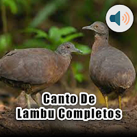 Canto De Lambu Completos