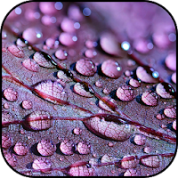 Design purple wallpapers