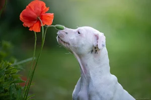 Bull Terrier Dog Wallpapers Screenshot 2