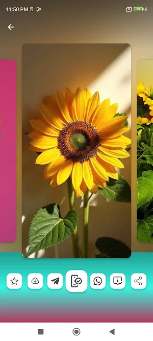 Sunflower Wallpapers HD Screenshot 2