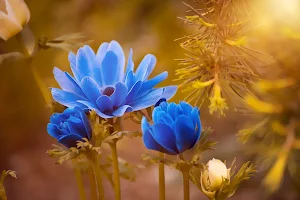 Flowers Wallpaper - Collection 1 Screenshot 0