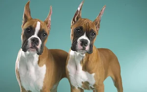Boxer Dog Wallpapers Screenshot 2