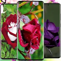 Rose Wallpapers HD