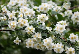 Jasmine Flowers Wallpapers Screenshot 3