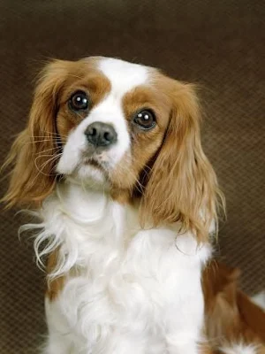 Charles Spaniel Dog Wallpapers Screenshot 0