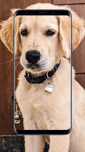 Golden Retriever Wallpapers Screenshot 2