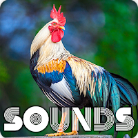 Rooster Sound Ringtones