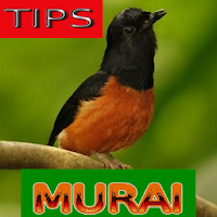 Tips Perawatan Burung Murai Batu