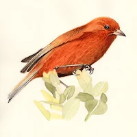 Bird Names, Spelling & Quiz