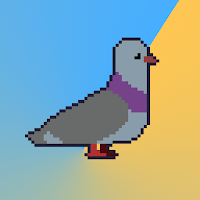 Tom the Pigeon