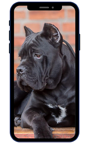 Cane Corso Wallpapers Screenshot 1
