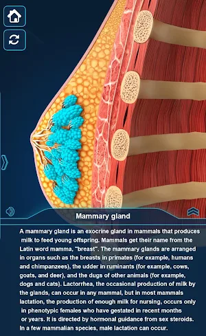 Breast Anatomy Pro. Screenshot 3