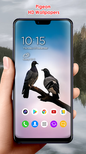 Pigeon HD Wallpapers Screenshot 3
