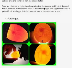incubation of eggs with hatching machines Screenshot 3
