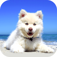Puppy Wallpaper 2024