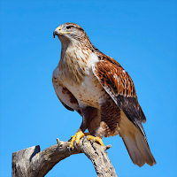 Hawk Sounds