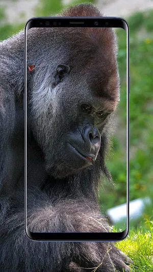 Gorilla Wallpapers Screenshot 3