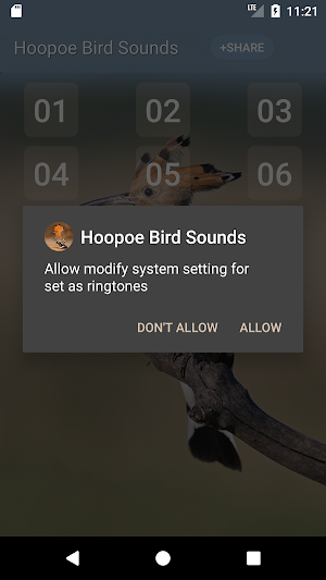 Hoopoe bird song Screenshot 2