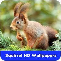 Squirrel HD Wallpapers