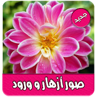 صور وخلفيات ورد رائعة بدون نت