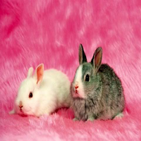 Rabbits