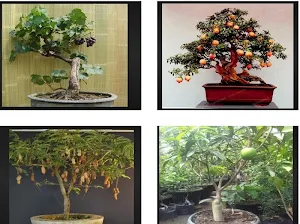 Fruit plants at Bonsai Screenshot 2
