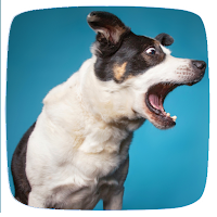 Barking Dog Ringtones