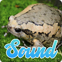 Kaloula Frog Sounds Effect