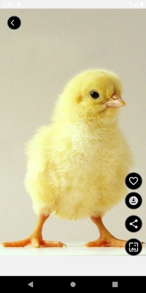 Cute Animal Wallpapers Screenshot 2
