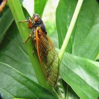 Cicada Sound