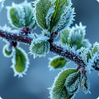 HD Nature Wallpaper